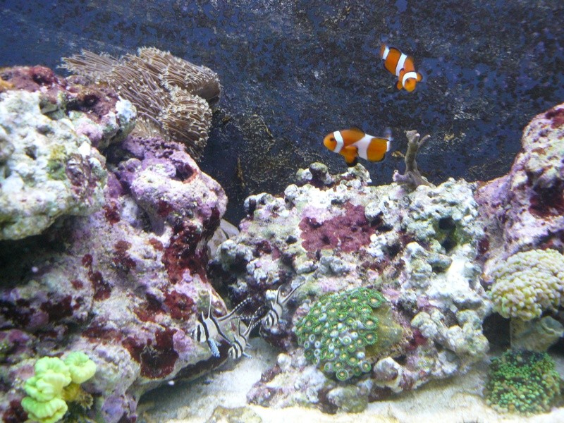 Installation aquarium Fluval M90 - Page 2 P1090812