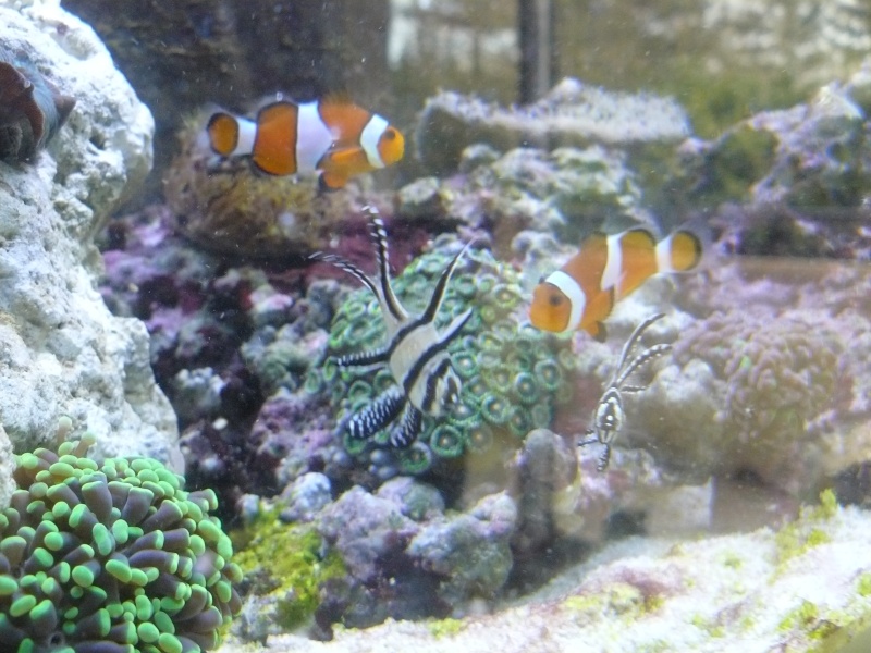 Installation aquarium Fluval M90 - Page 2 P1090815
