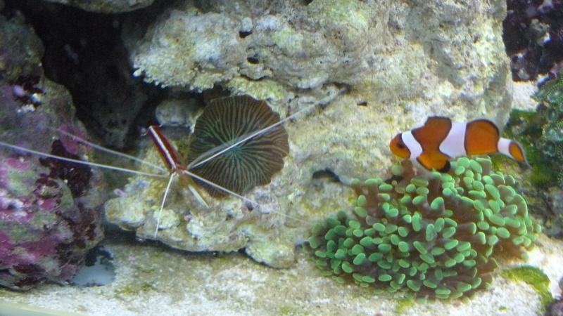 Installation aquarium Fluval M90 - Page 2 P1090816