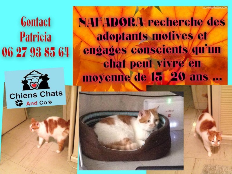 NAFADORA, chat femelle de 5 ans 15063410