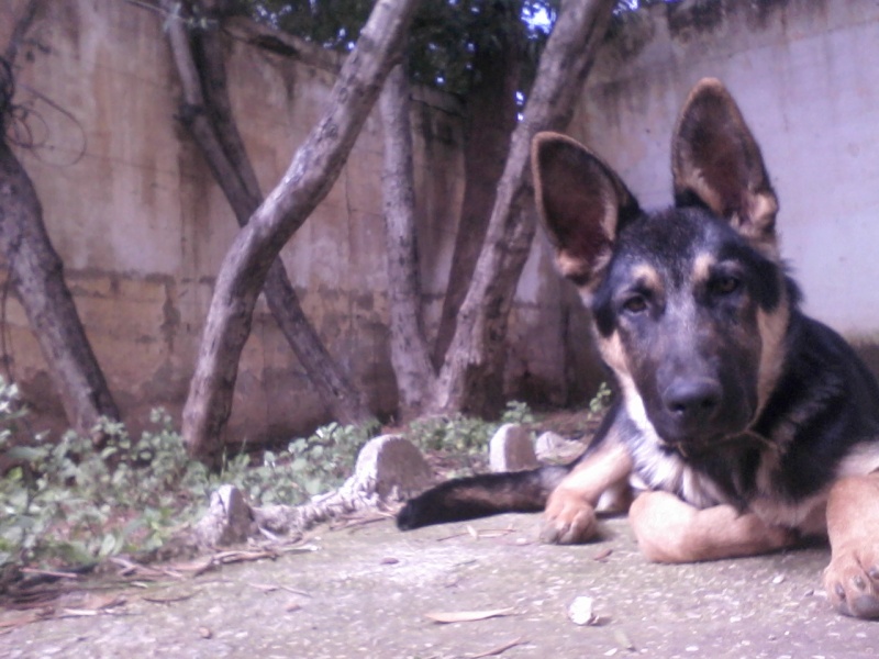 Duff, 4 mois Photo-18