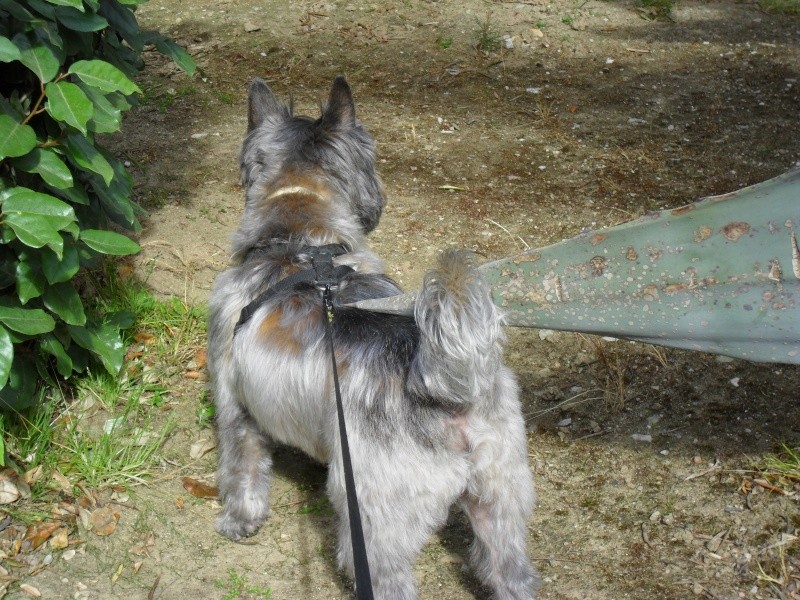 WASSINGUE dit Filou, cairn mâle de 7 ans -  - Page 9 03510