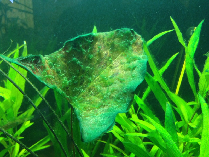 Problèmes d'algues Image610