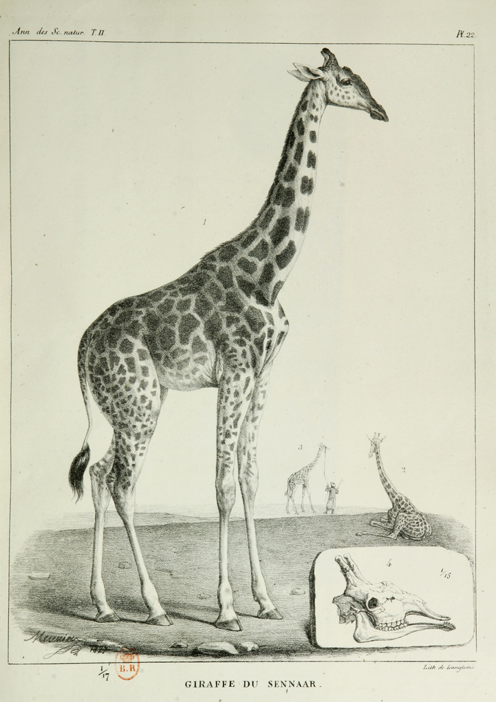 La girafe de Charles X, dite Zarafa 800px-82