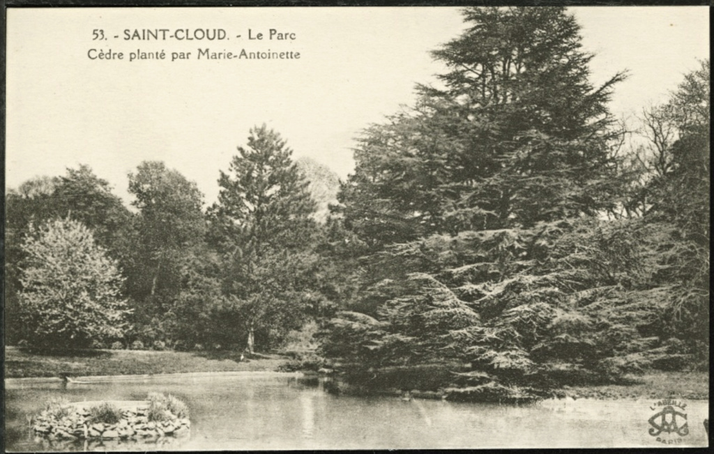 Les cèdres de Marie-Antoinette, jardin du Trocadéro, parc de Saint-Cloud Capt1472