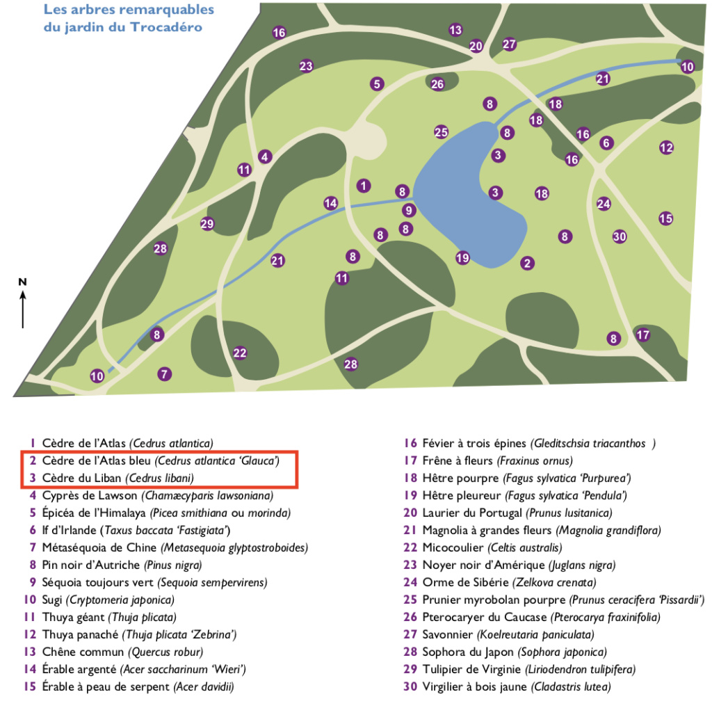 Les cèdres de Marie-Antoinette, jardin du Trocadéro, parc de Saint-Cloud Capt1474