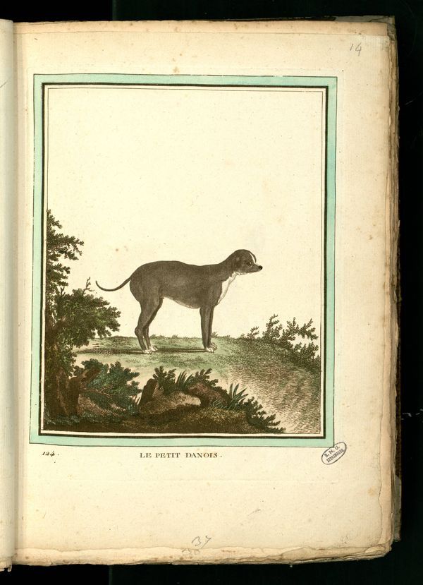 chiens - Des noms de races de chiens au XVIIIe siècle Chien-24