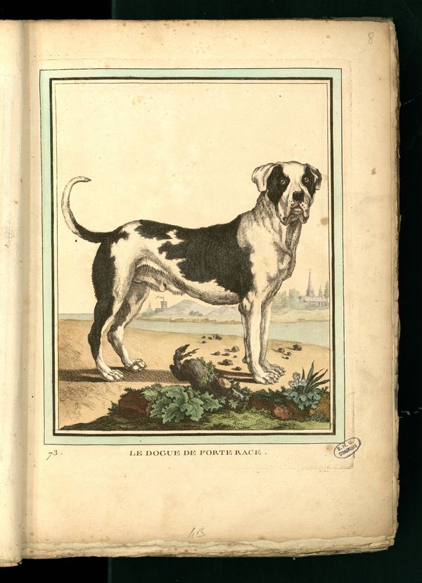 chiens - Des noms de races de chiens au XVIIIe siècle Gravur16