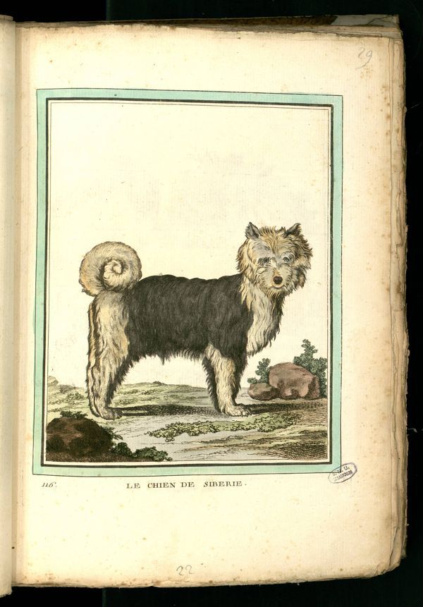 chiens - Des noms de races de chiens au XVIIIe siècle Gravur18