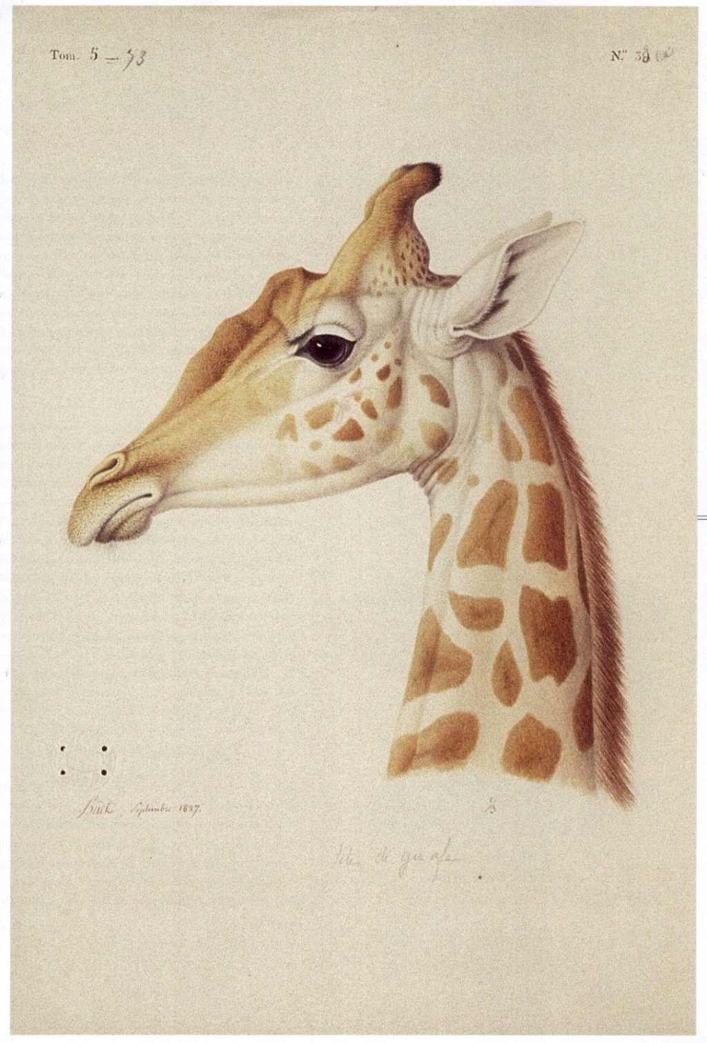 La girafe de Charles X, dite Zarafa - Page 2 Nicola16