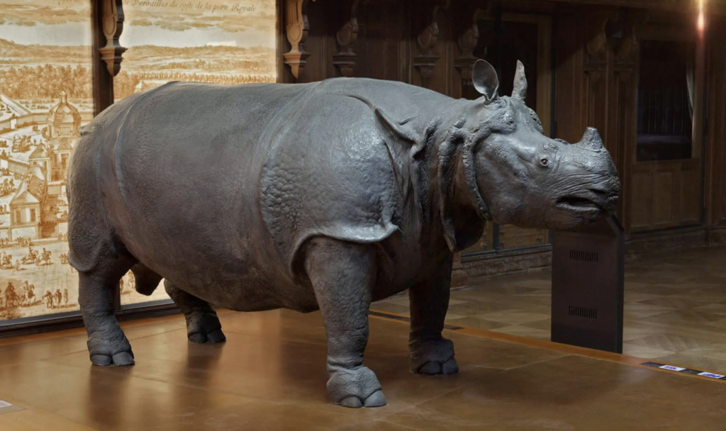 La Ménagerie royale de Versailles - Page 2 Rhinoc10