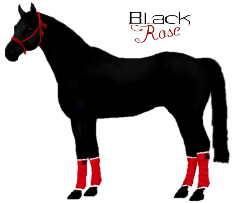 my horse Black_11