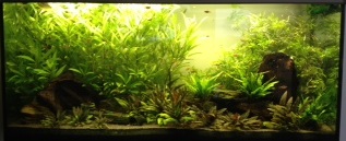 Ma passion pour les plantes aquatiques! Signat10