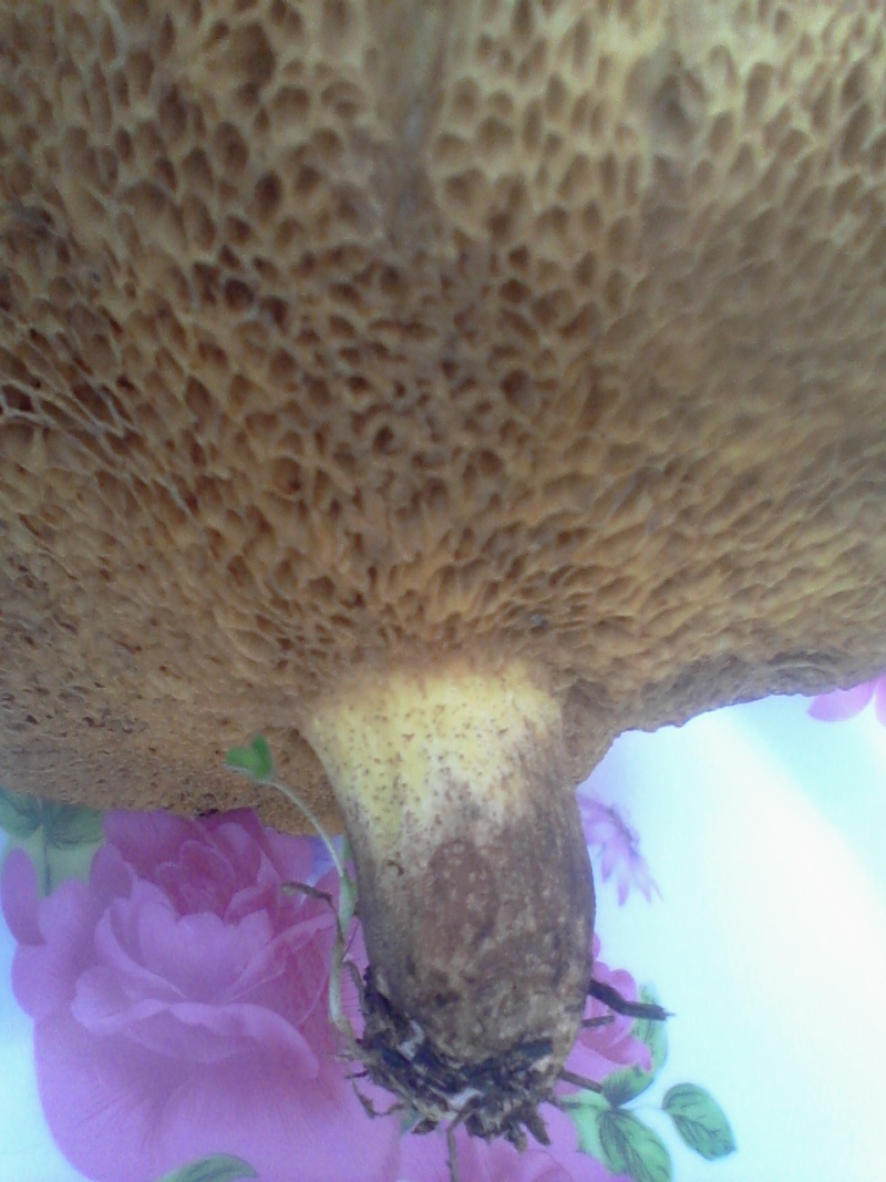  champignons a identifier Photo-11