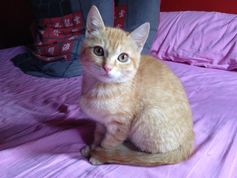 PIMOUSSE (Samba) et MALO (Coton) Photo_10