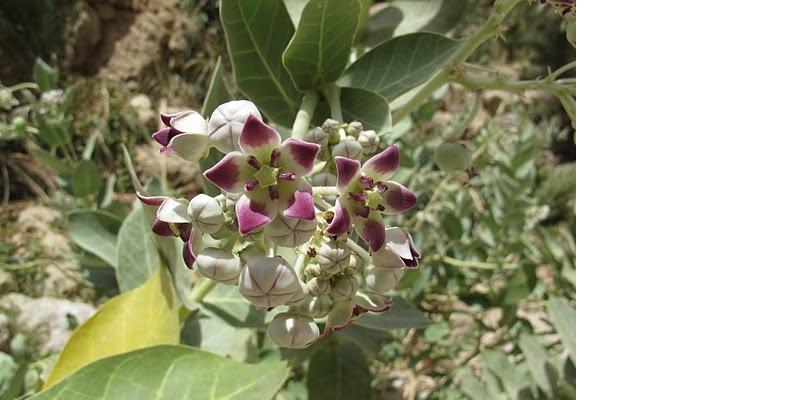 Identification d'une plante Plante13