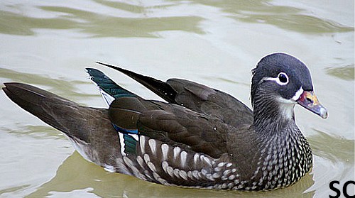  la photo animalière  Nature22