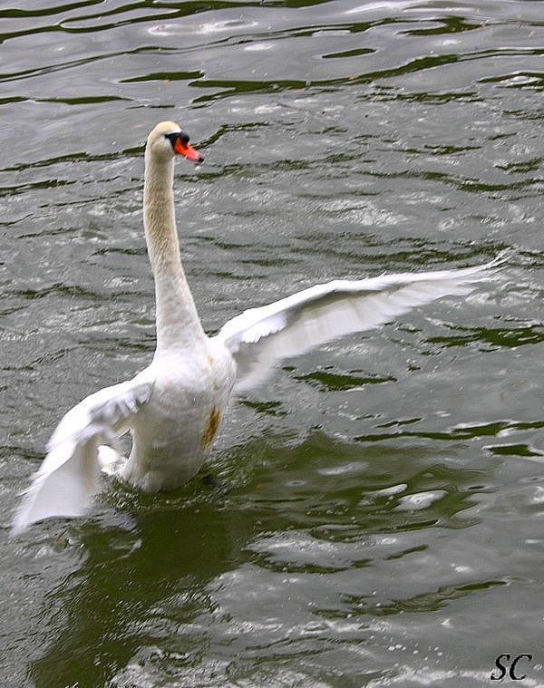  la photo animalière  Nature25