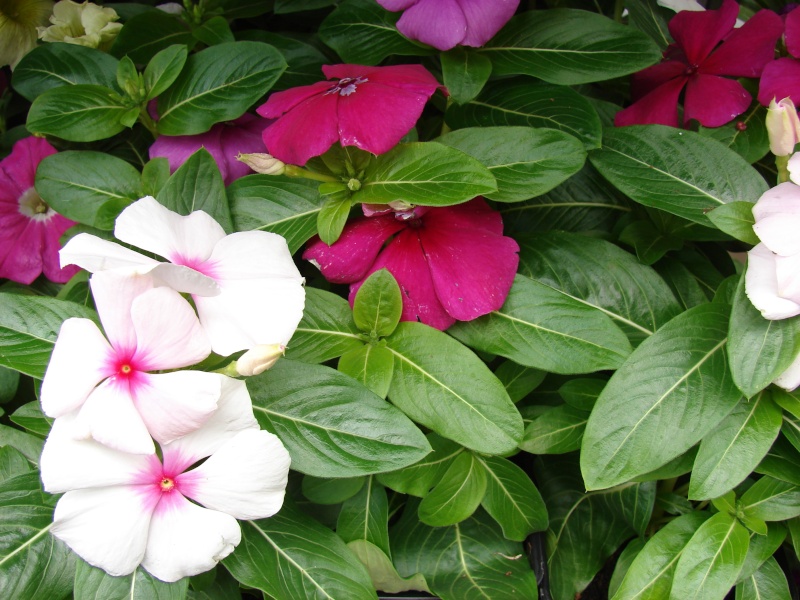 Vinka..Vinca rosea - Catharanthus roseus 1221