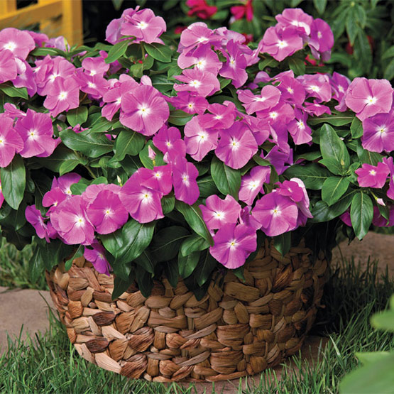 Vinka..Vinca rosea - Catharanthus roseus 1313