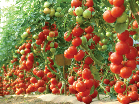 Paradajz--Solanum lycopersicum A110