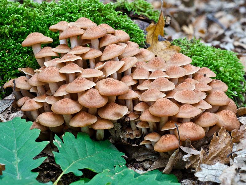 Grmača, grmica, grmačica--Armillaria  tabescens  (Scop) Emeland A157