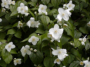 Pajasmin--Philadelphus coronarius A212