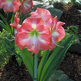 Amarilis--Hippeastrum -Amarillys A231