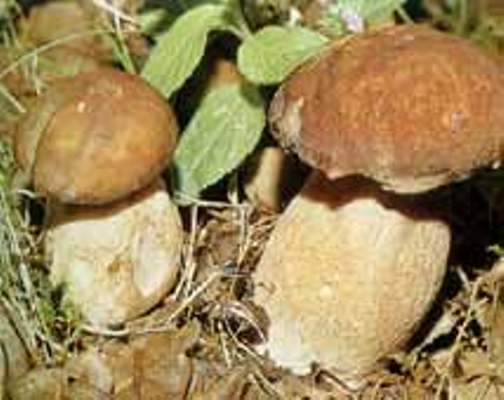 Vrganj--Boletus edulis A253