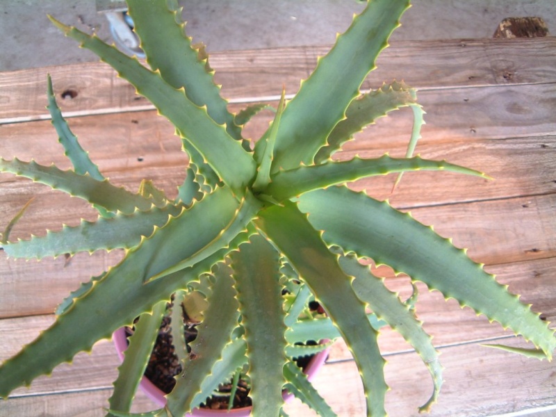 Aloja--Aloe vera Aloe-v10