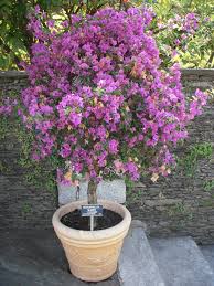 Bugenvilija---Bougainvillea B311