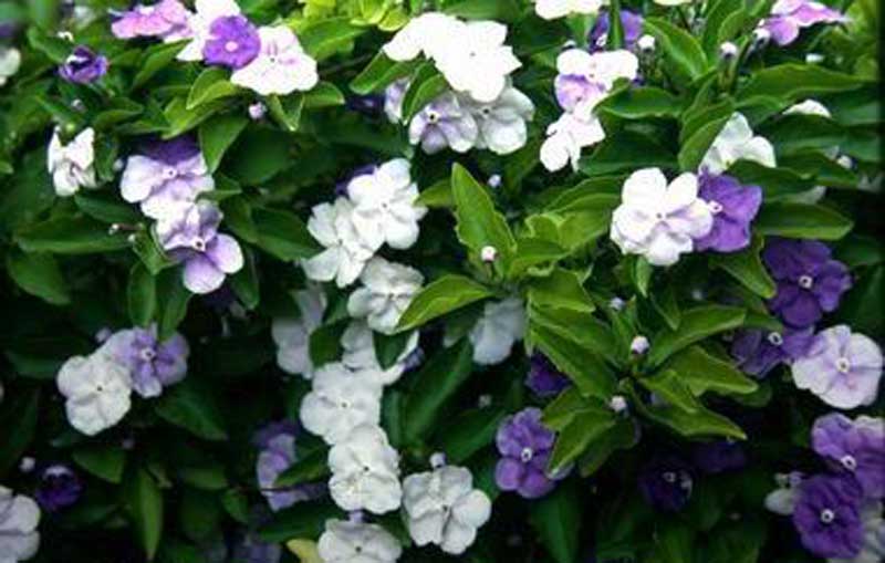 ---Brunfelsia--- Brunfe10