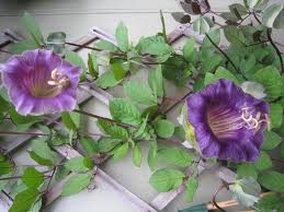 Kobeja--Cobaea scandens C110