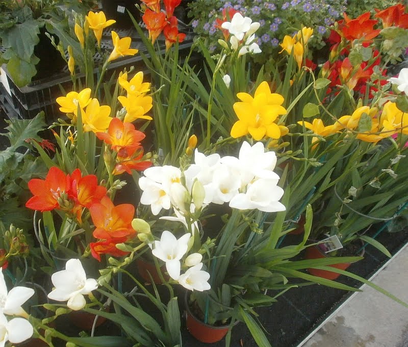 Frezija--freesia double