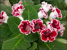 Gloksinija--Gloxinia G211