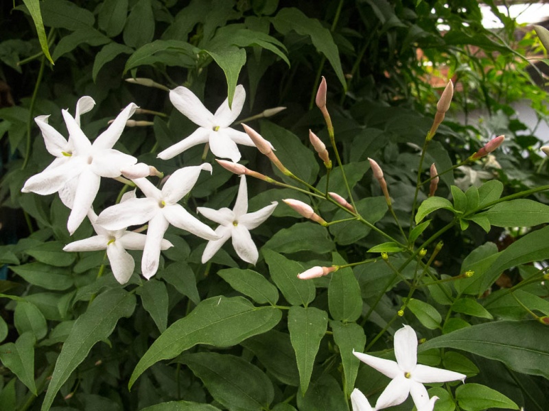 Jasminum -  Jasmin--Jasminum polyanthum Jasmin12