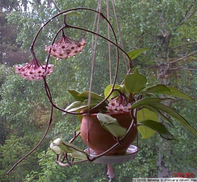 Hoya carnosa – voštani cvet June0210