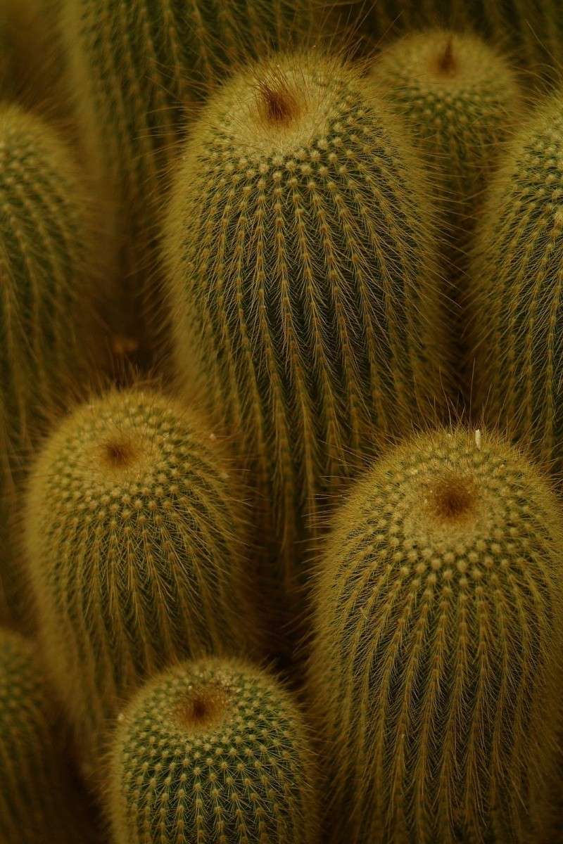 Notokaktus--Notocactus leninghausii K210