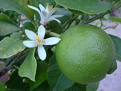 Limeta ---Citrus aurantifolia Limeta10