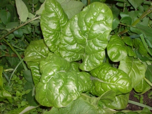 Spanać--Spinacia oleracea M213