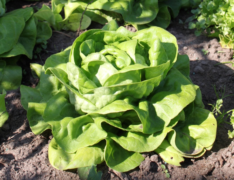  Zelena salata-- Lactuca sativa R210