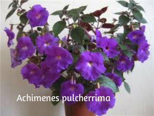 AHIMENES-Achimenes pulcherrima X120