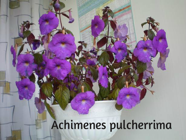 AHIMENES-Achimenes pulcherrima X219