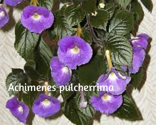 AHIMENES-Achimenes pulcherrima X319