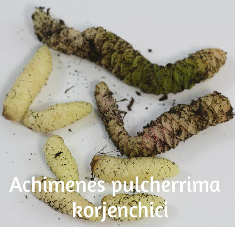 AHIMENES-Achimenes pulcherrima X410