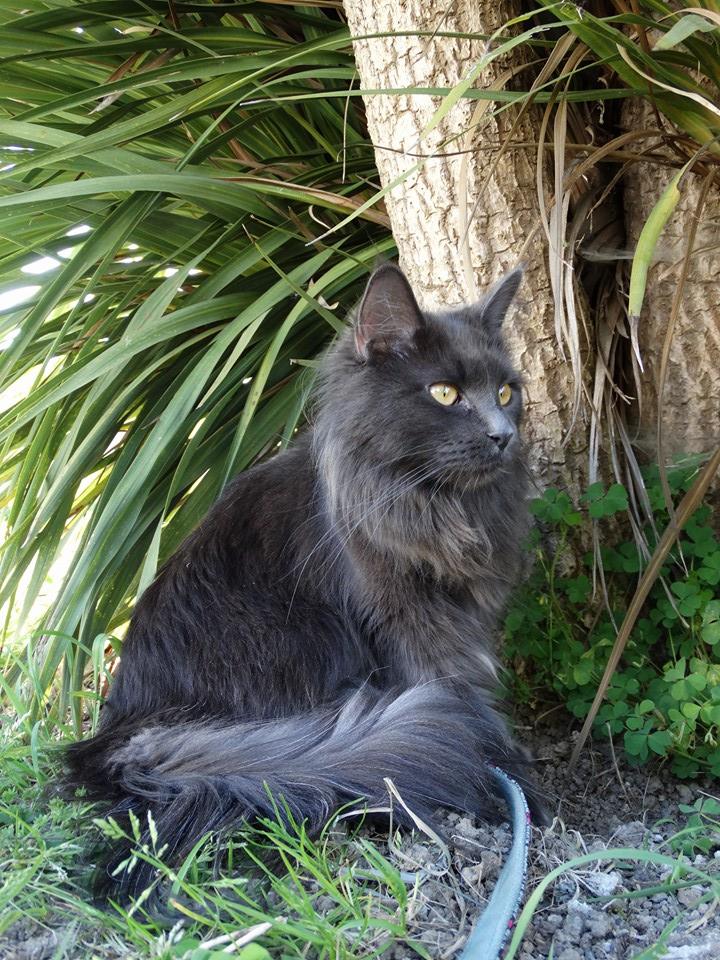 maine coon Isis11