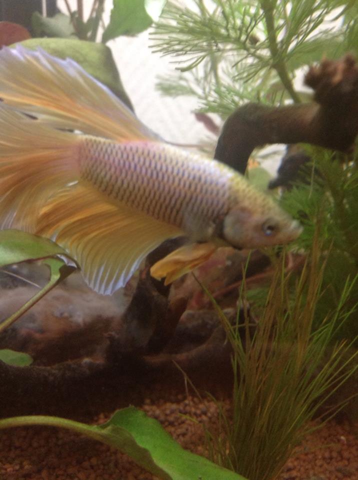 Betta débutante  15264910