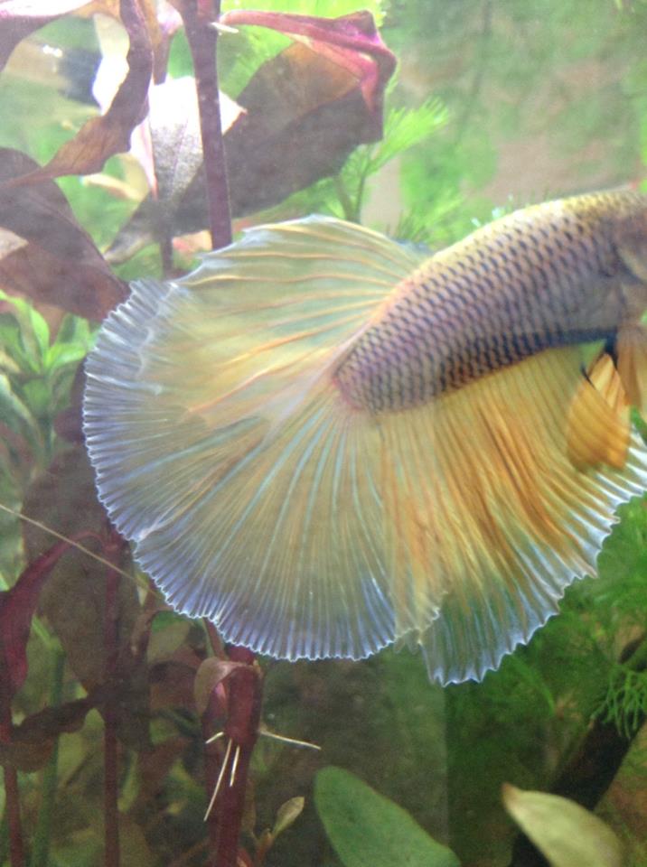 1er betta 7562_110