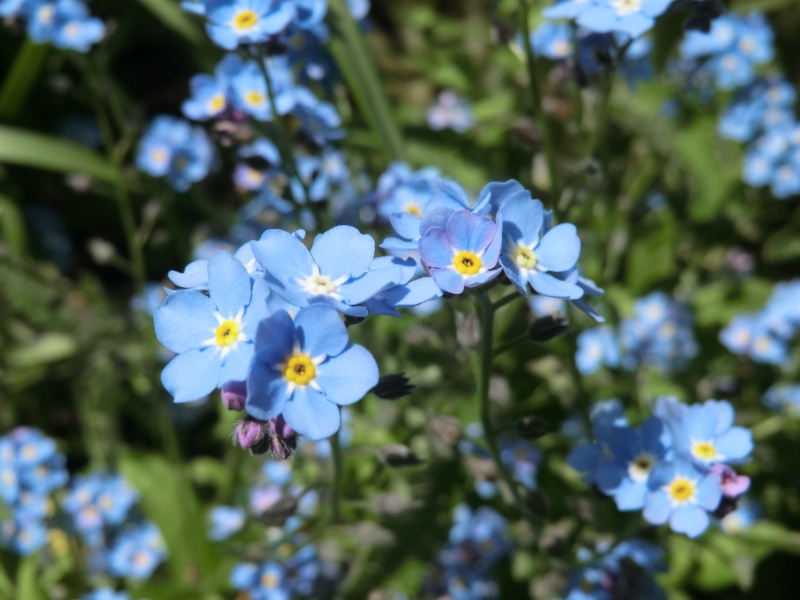 Wenn der silberne Streifen am Himmel erleuchtet: Silberstreif Vergis10