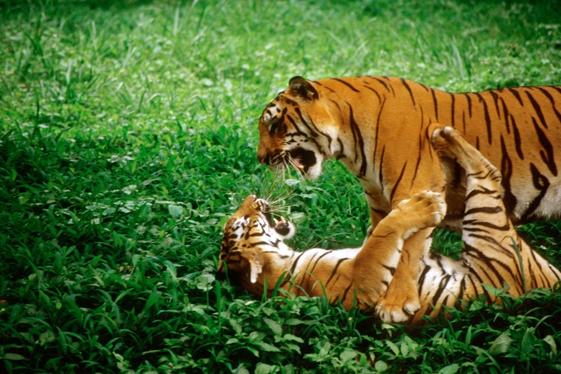 tigre - Tiger Crossing, "trop intelligent pour être malheureux ou les tribulations d'un ancien zèbre devenu Tigre" Le retour ! Roulad10